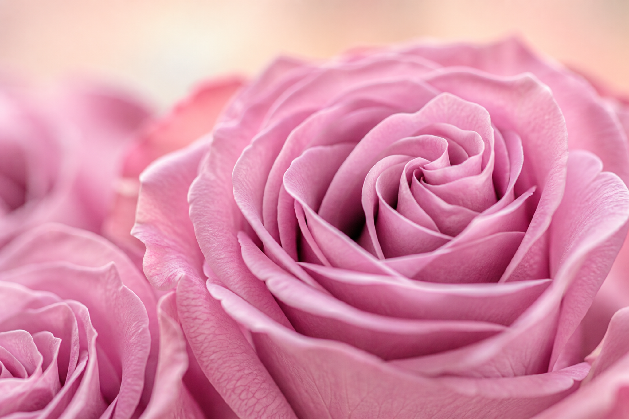 Lavender Rose Bouquet — petal detail — Fresh Flower Point
