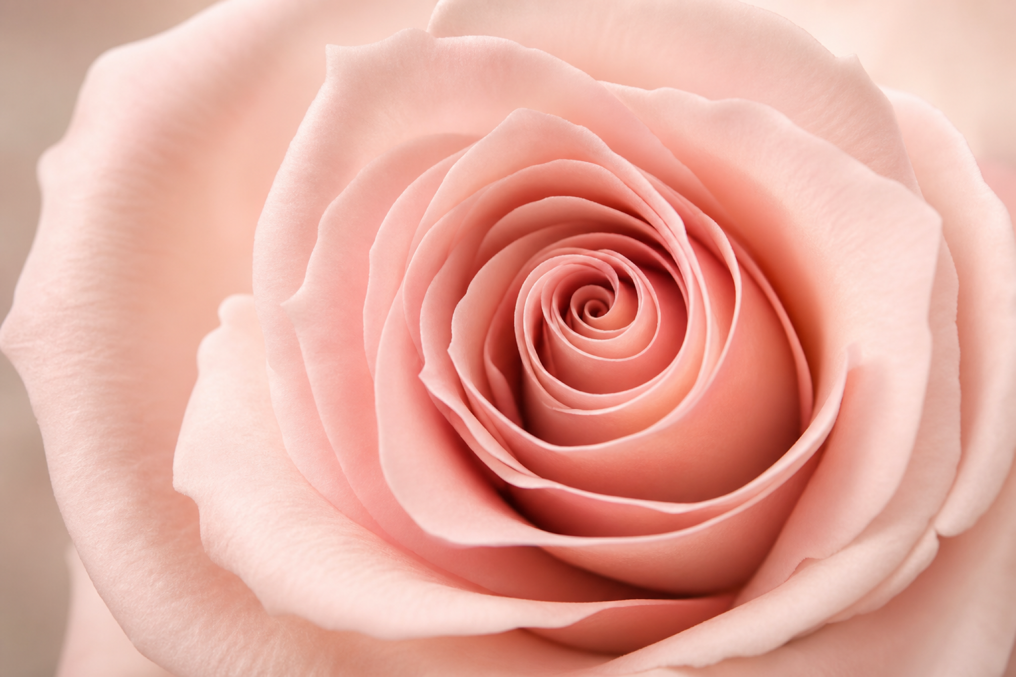 Pink Rose Bouquet — petal detail — Fresh Flower Point