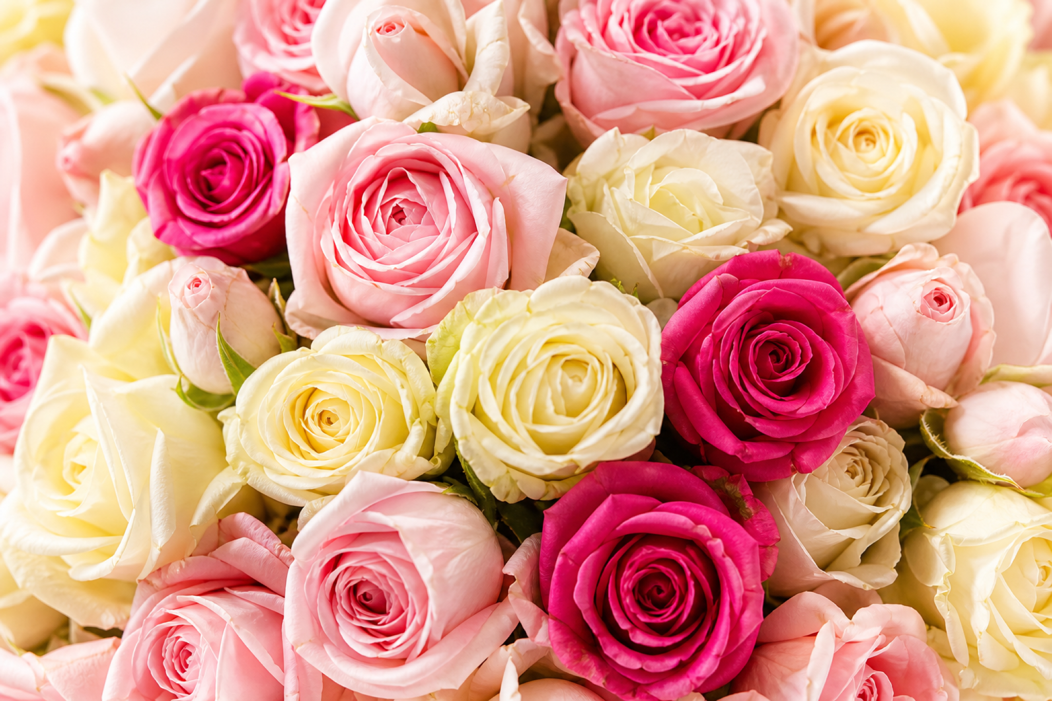Rainbow Mixed Rose Bouquet — petal detail — Fresh Flower Point