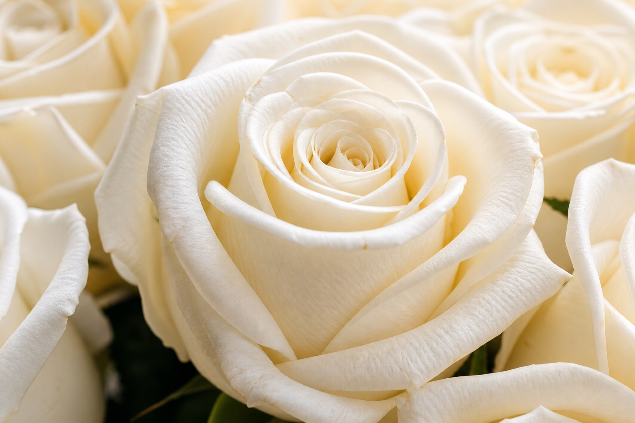 White Rose Bouquet — petal detail — Fresh Flower Point