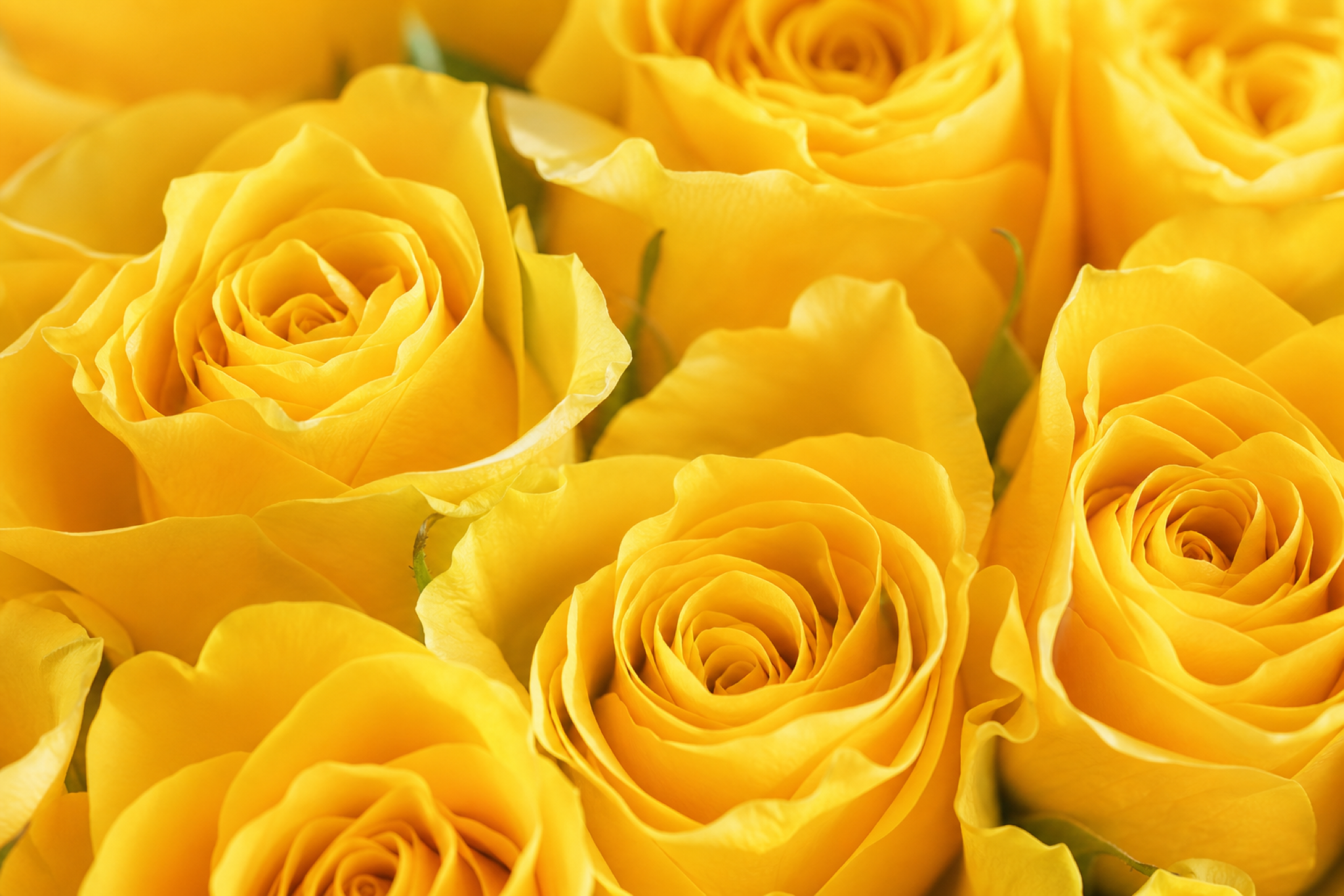 Yellow Rose Bouquet — petal detail — Fresh Flower Point